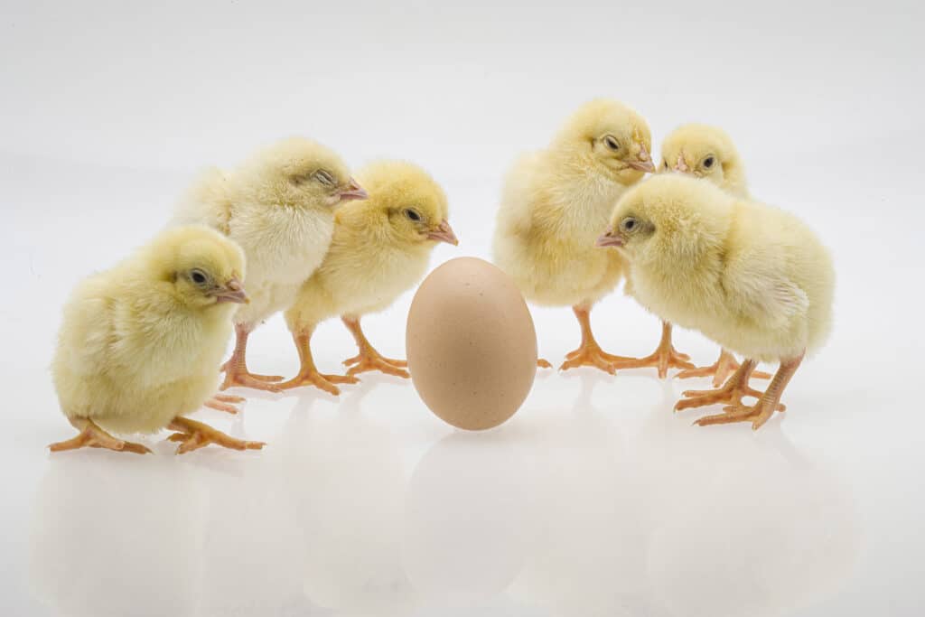 Closeup shot cute baby chicks near egg white surface 1024x683