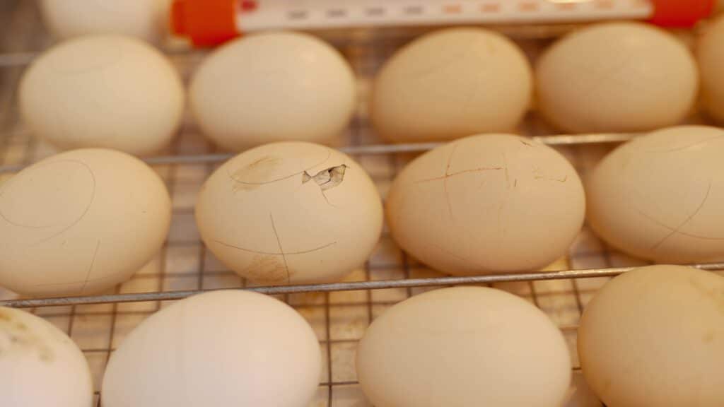 Newborn little chick coming out of an egg in the i 2022 12 21 01 25 28 utc frame at 0m15s 1024x576