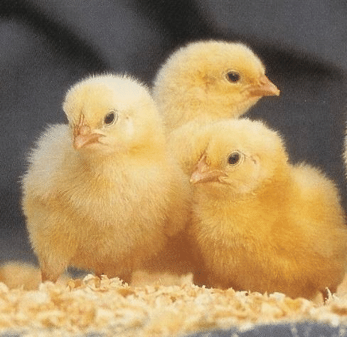 Oneday chick 23